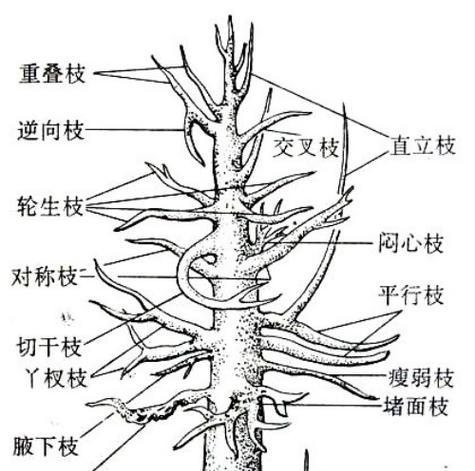 铁树修剪方法详解（打造美丽的铁树盆景）