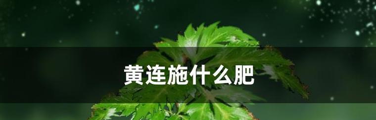 如何选择适合铁线莲的底肥（底肥施用方法详解）