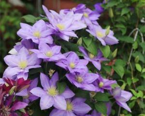 铁线莲开花时间及特点（四季常青的山野美景——铁线莲的盛开）