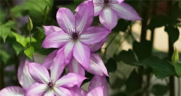 铁线莲开花时间及特点（四季常青的山野美景——铁线莲的盛开）