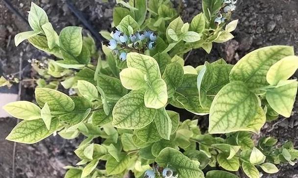 铁元素对植物的作用及其重要性