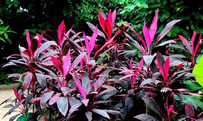 打造优美庭院，这些植物你必须知道（探寻庭院植物的种类及其特点）