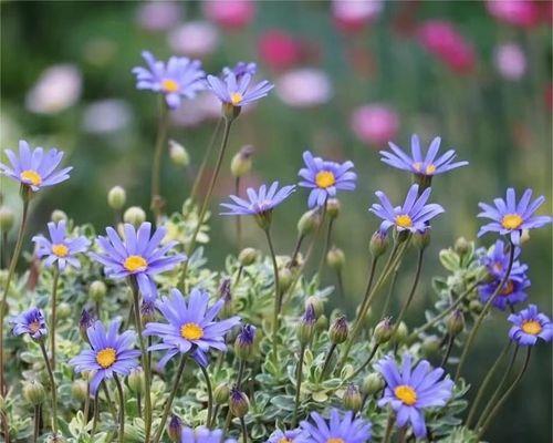 寒冬里的庭院花卉——耐寒品种大揭秘（15款耐寒庭院花卉）