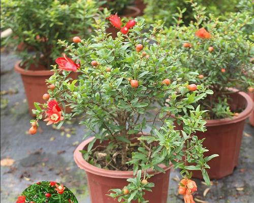 打造美丽庭院，盆栽植物成为亮点（从选购到养护）