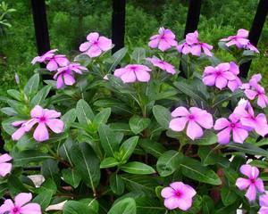 四季花开的庭院花卉盆栽种植指南（探寻四季开花的植物）