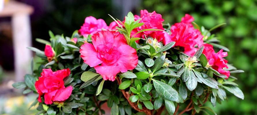 庭院种杜鹃花，打造花园美景（杜鹃花种植技巧与养护要点）