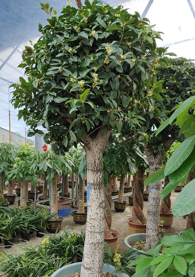 种植庭院桂花树的优点与方法（让你的庭院芬芳四季/桂花树的品种）