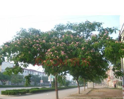 庭院种植合欢树的优点及注意事项（打造美丽庭院的秘诀）