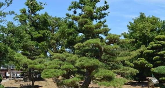 打造优美庭院，种植黑松是不错的选择（黑松适合栽在庭院哪个位置）