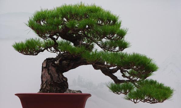 打造优美庭院，种植黑松是不错的选择（黑松适合栽在庭院哪个位置）