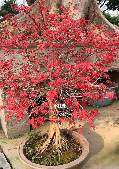 种植红枫，美化庭院（红枫品种选择与栽种要点）