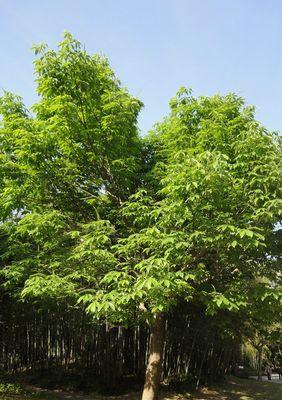 庭院种香椿树的优点与方法（打造香气四溢的私家花园）