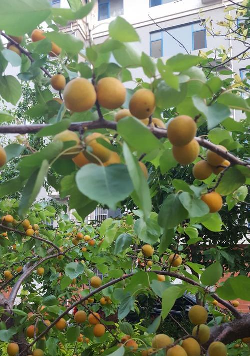 种杏树，打造美丽庭院（杏树品种选择及种植技巧）