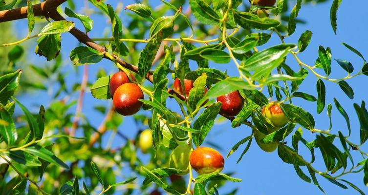 庭院种植枣树的好处（打造健康生活）