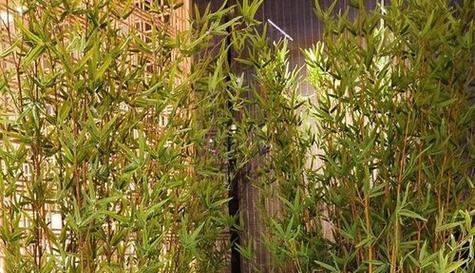 庭院种竹子的好处（打造绿色的庭院空间）