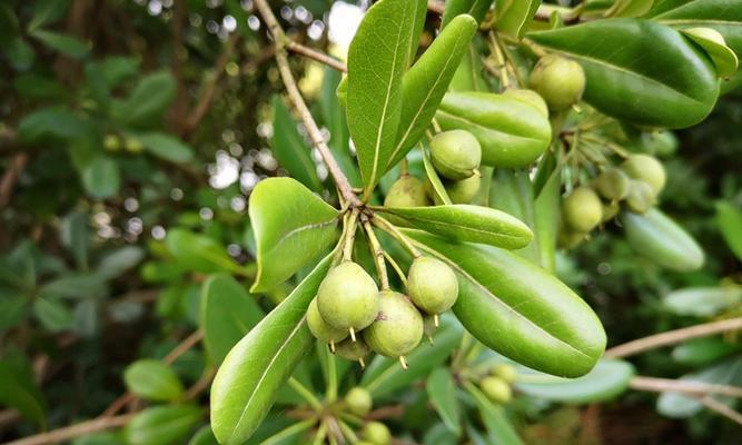 探秘桐树果实的丰富用途（从药用、食用到工业）