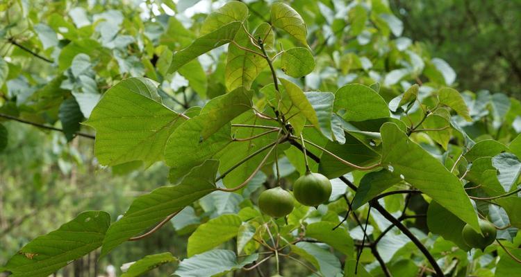 探秘桐树果实的丰富用途（从药用、食用到工业）