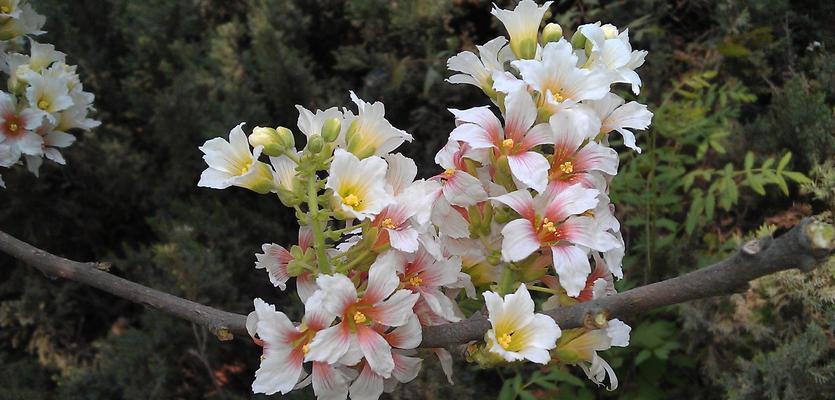 探秘桐子花的神秘颜色（什么是桐子花）