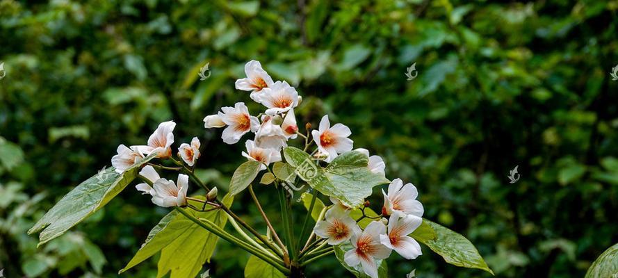 探秘桐子花的神秘颜色（什么是桐子花）