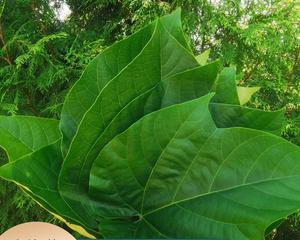 认识桐子叶，了解这种神奇植物（探寻桐子叶的生态特点及功效）