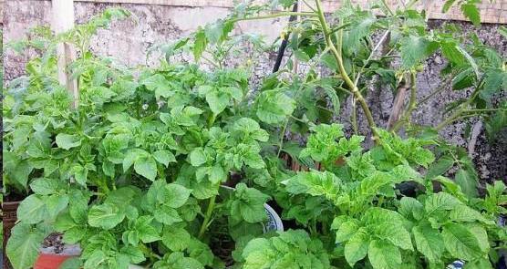 土豆种植的关键——土壤选择（土豆长在哪里）