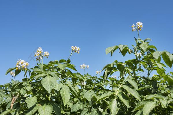 如何选择最优质的土豆（产地成为最大优势）