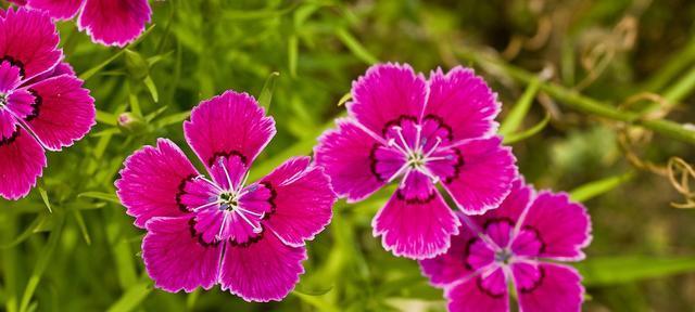 母爱之花——康乃馨的花语（鲜花诉说母爱的温暖）