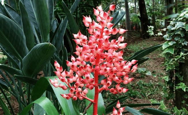 贪婪的花语——以银树花为例（银树花）