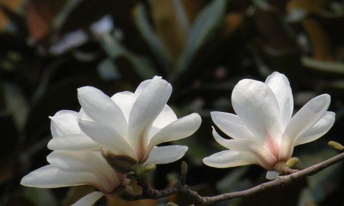 永恒友谊的花语——以百合花为主题的文章（百合花语传递着永远不变的友谊情谊）