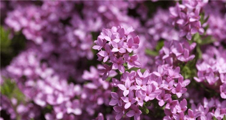 友谊长存的花语（以百合花为例探讨友谊的坚韧和持久）