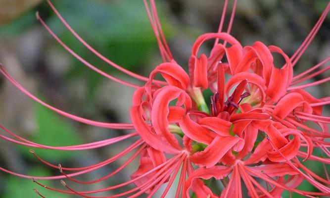 以百合花的花语为主题的文章（原谅与和解的美妙之花-百合花的花语解读）