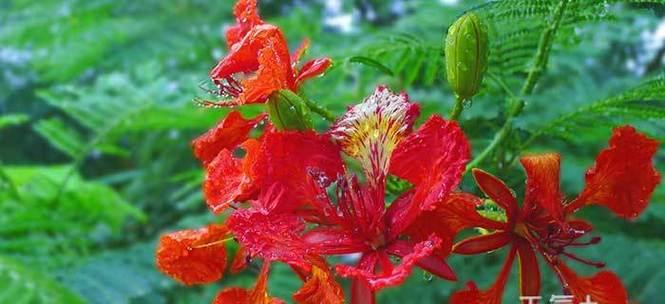 重生之花——莲花的花语（以莲花为主题）