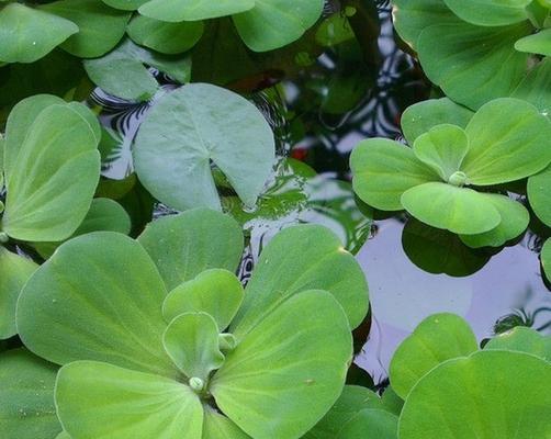 水草开花的寓意与预示（探寻水草开花的美丽与深意）