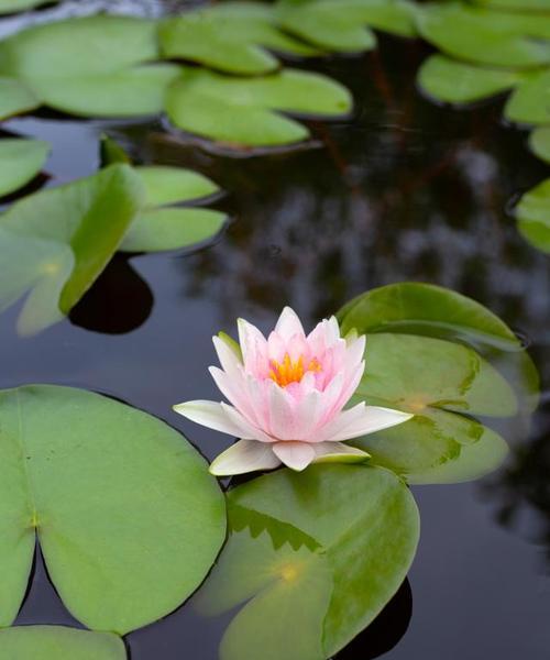 睡莲开花的寓意及象征意义（淡雅浪漫的花语）