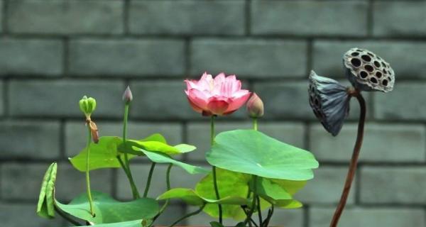 碗莲的花语与寓意——传递爱与美的花朵（探寻碗莲花的神秘内涵与魅力）