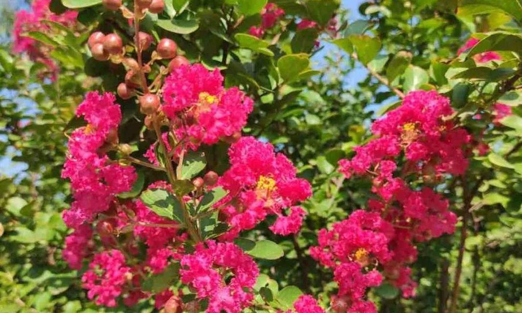 威海的市花——海棠花的寓意与美丽（威海市花海棠花的代表意义与特点）