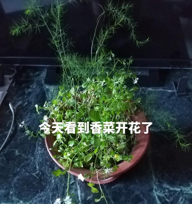 香菜会开花吗（探索香菜生命周期与开花现象）