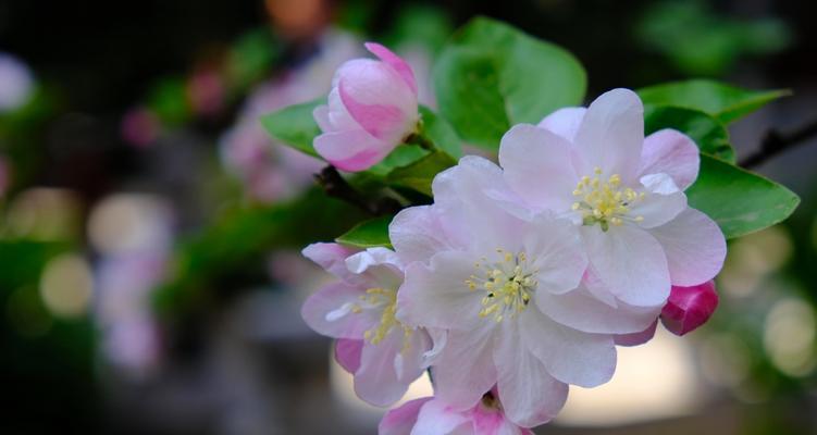 海棠花的生长特点及开花时间（春季开花的秘密与欣赏技巧）