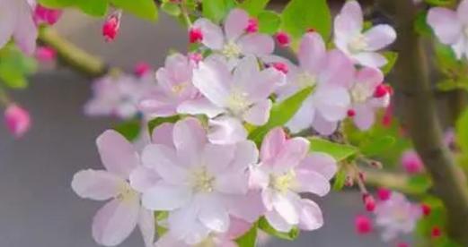 冬天能否种植海棠花（海棠花冬季生存的诀窍）