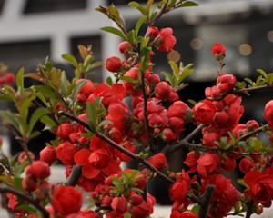 海棠花的耐寒温度（冬天也不怕）