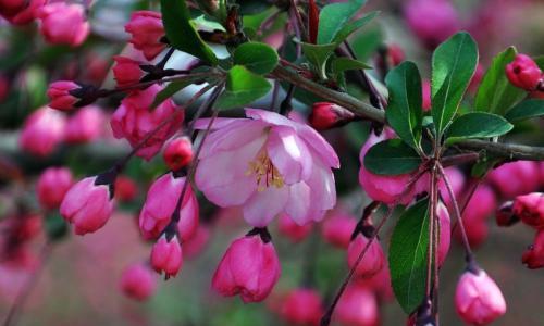 四季海棠的花期时间及特点（从春天到冬天）