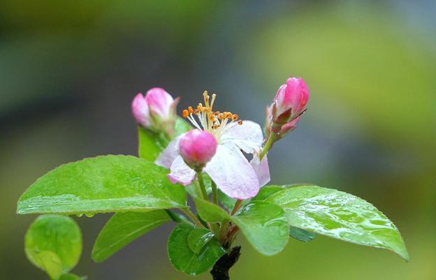 探秘海棠花气味（一朵花的清香与柔情）