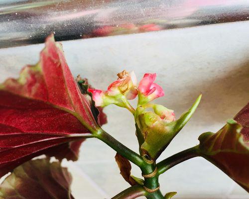 海棠花开花时间详解（了解海棠花长花苞的生长规律和关键因素）