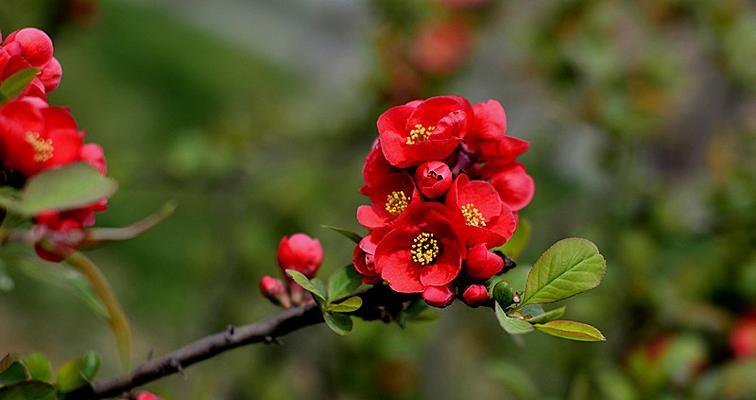 海棠花的颜色多彩缤纷，教你如何欣赏（一朵海棠花）