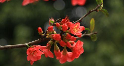 盛开在“梨城”的海棠花（探寻中国海棠花的历史和文化底蕴）