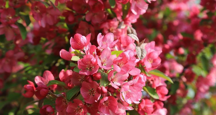 海棠花的开花特点（一年开花几次）