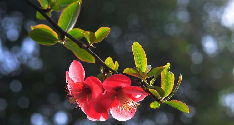 海棠木瓜的香味真的有毒吗（科学揭秘海棠木瓜的香味成分与安全性）