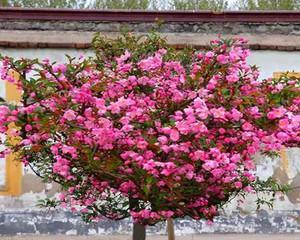 探秘海棠花妙处，欣赏最美春日景致（探秘海棠花妙处）