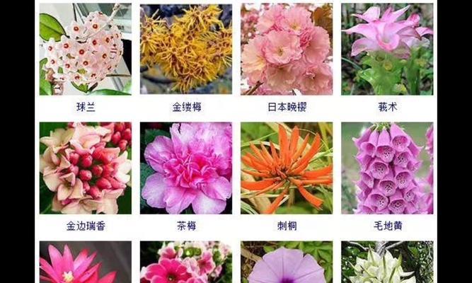 四季海棠一年开几次花（探究四季海棠的开花周期和开花时间）