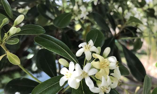 海棠花开的美丽时刻（细品海棠花的唯美魅力）